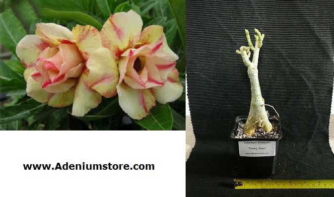 (image for) Rare Adenium Obesum \'Double Thong Siam\' 5 Seeds